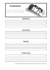 Ameise-Steckbriefvorlage.pdf